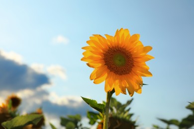 Beautiful blooming sunflower in field on summer day