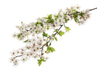 Cherry tree branches with beautiful blossoms isolated on white
