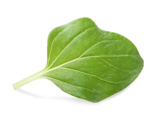 Aromatic green marjoram leaf isolated on white. Fresh herb