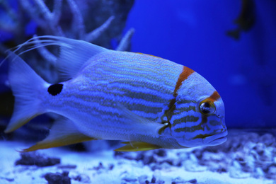 Beautiful angelfish swimming in clear toned blue aquarium