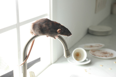 Rat on faucet in messy kitchen. Pest control