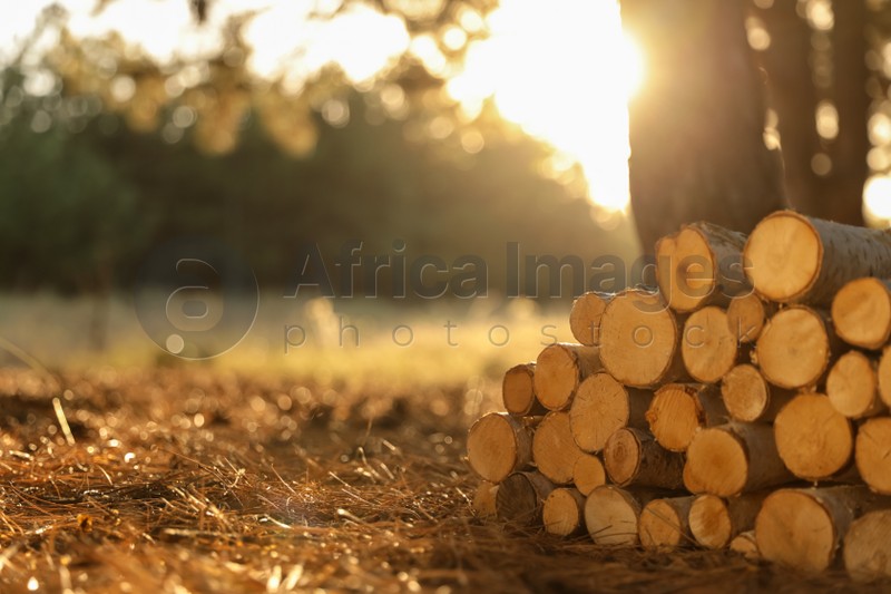 Stack of cut firewood in forest on sunny day