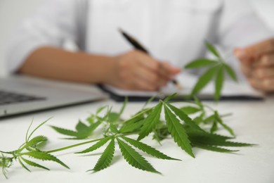 Scientist working at table in office, focus on hemp plant. Medical cannabis