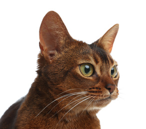 Beautiful Abyssinian cat on white background, closeup. Lovely pet