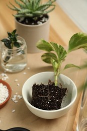 Photo of Exotic house plant in soil on table