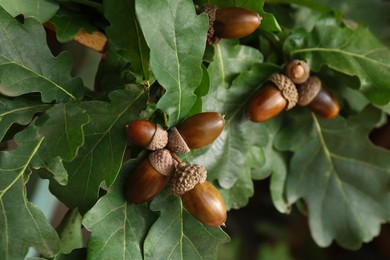 Oak branch with acorns and leaves outdoors, closeup