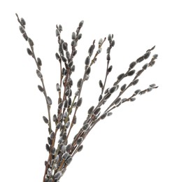 Beautiful blooming pussy willow branches on white background