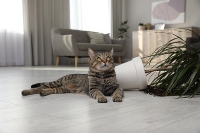 Mischievous cat near overturned houseplant on floor indoors