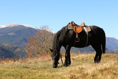 Photo of Beautiful horse grazing on pasture in mountains. Lovely pet