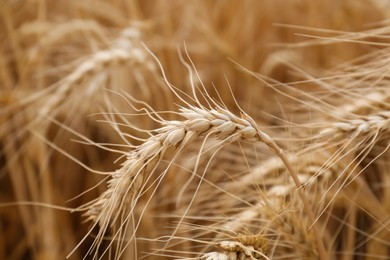 Ripe wheat spikes in agricultural field, closeup