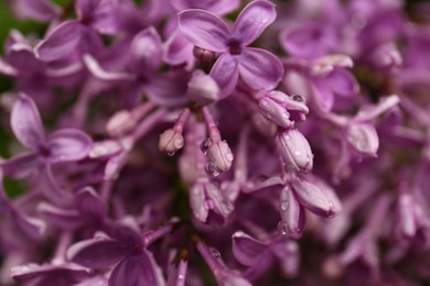 Beautiful lilac flowers with water drops as background, closeup view