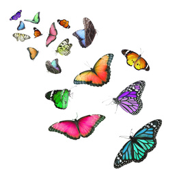 Amazing different butterflies flying on white background