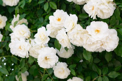 Beautiful blooming rose bush with white flowers outdoors