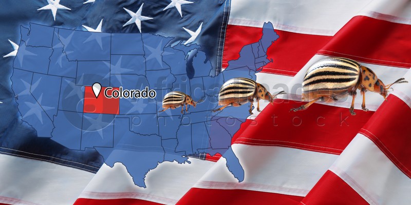 Image of USA map with marked state of Colorado and potato beetles. Banner design