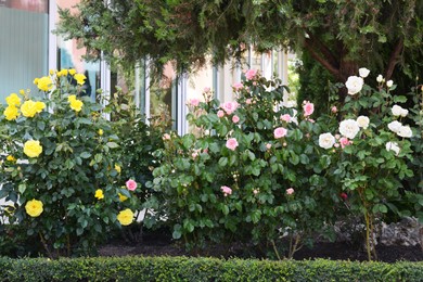 Bushes with colorful beautiful roses outdoors on summer day