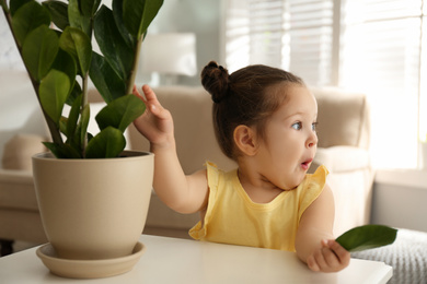 Little girl playing with houseplant at home