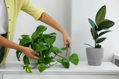 Photo of Woman taking care of potted houseplant on windowsill at home, closeup