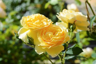 Beautiful yellow rose flowers blooming outdoors on sunny day, closeup