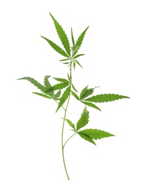 Fresh green hemp plant on white background