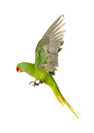 Beautiful Alexandrine parakeet flying isolated on white