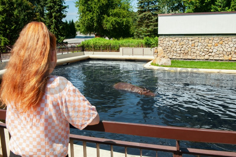 Little girl watching wild hippopotamus near pond in zoo, back view