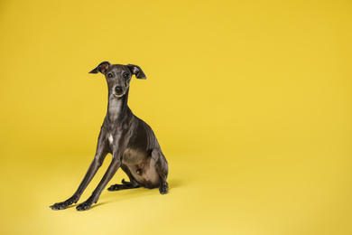 Cute Italian Greyhound dog on yellow background. Space for text