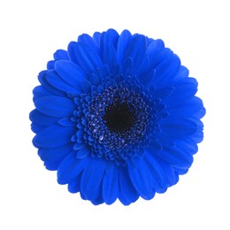 Beautiful blue gerbera flower on white background