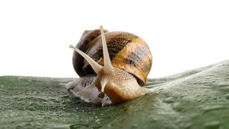 Photo of Common garden snail on wet leaf against white background, closeup