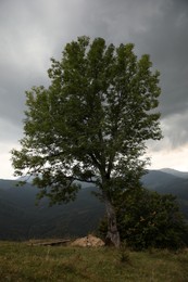 Tree on hill against grey sky with thunder clouds in mountains