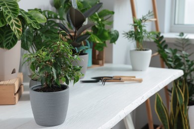 White table with different beautiful houseplants indoors, space for text