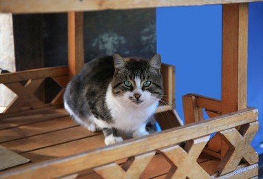 Stray cat in wooden house. Homeless animal