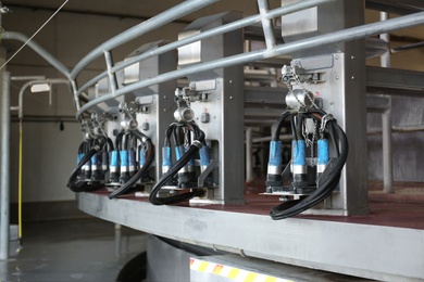 Automatic milking systems in parlor. Modern dairy farm