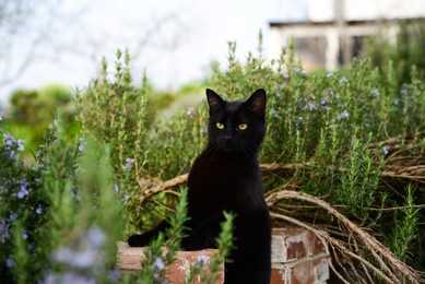 Photo of Beautiful black cat on old brick fence among blooming plants