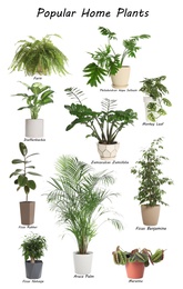 Image of Set of popular house plants on white background