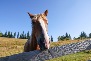 Cute horse near fence outdoors. Lovely domesticated pet