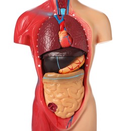 Human anatomy mannequin showing internal organs isolated on white