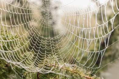 Closeup view of spider web with dew drops outdoors