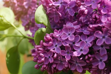 Photo of Closeup view of beautiful lilac flowers outdoors