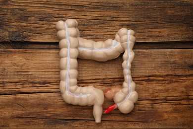 Anatomical model of large intestine on wooden background, top view