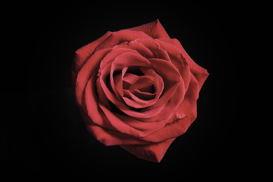 Beautiful rose on black background. Floral card design with dark vintage effect