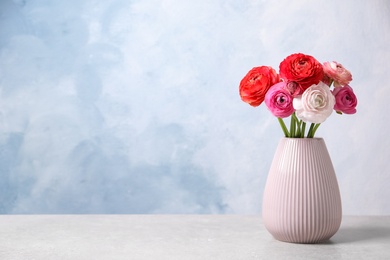 Beautiful fresh ranunculus flowers on white table near color wall, space for text