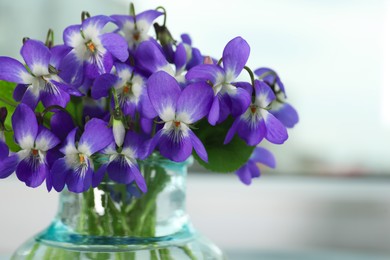 Photo of Closeup view of beautiful wood violets in vase, space for text. Spring flowers
