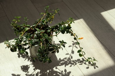 Beautiful green houseplant casting shadow on wooden floor indoors