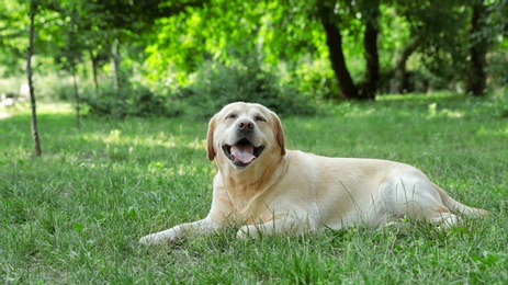 Golden Labrador Retriever dog lying on green grass in park