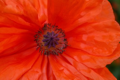 Beautiful bright red poppy flower, closeup view