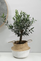 Photo of Beautiful young potted olive tree on white table near grey wall indoors. Interior element