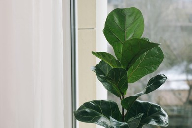 Photo of Beautiful ficus plant near window indoors, space for text. House decor