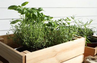 Photo of Crate with different potted herbs near white wall, closeup