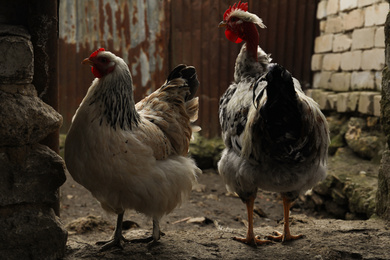 Photo of White rooster and chicken in yard. Domestic animal