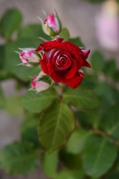 Beautiful red rose on bush, closeup. Space for text
